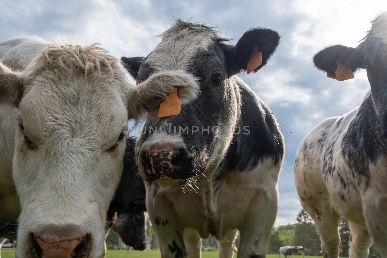 a group of multi-colored black and white cows graze in a corral on green grass by KaterinaDalemans