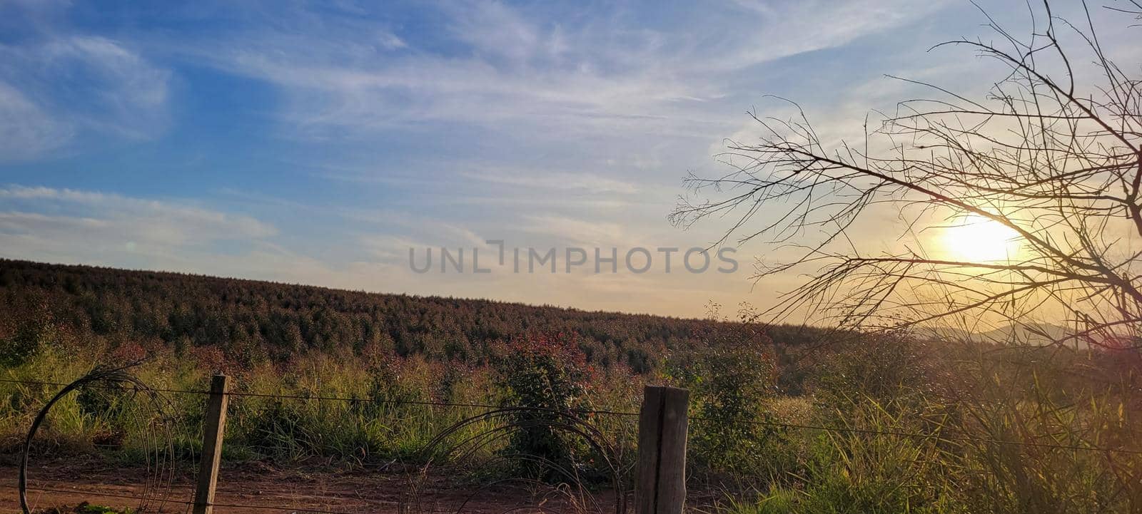 eucalyptus harvest on farm in the countryside of Brazil with sunny sky with wonderful view