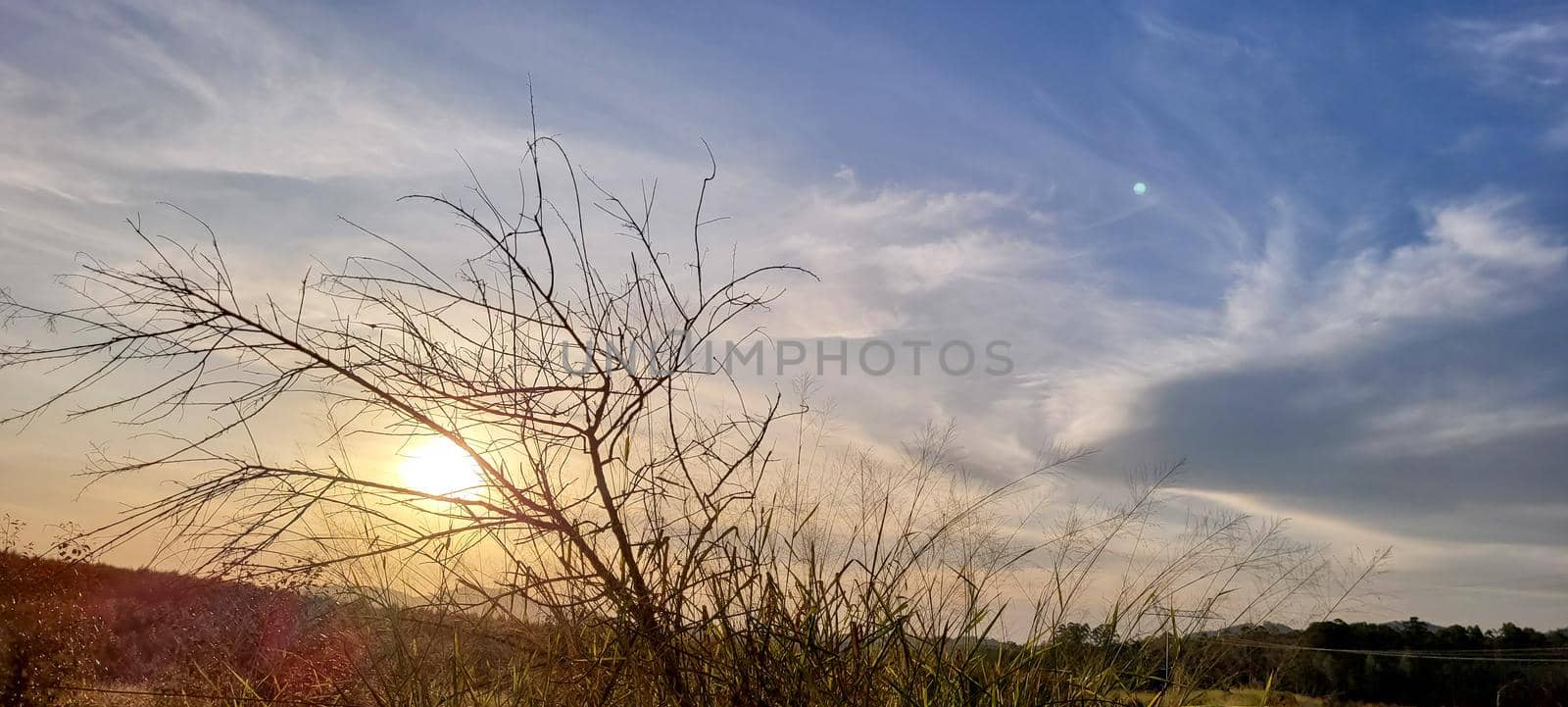 eucalyptus harvest on farm in the countryside of Brazil with sunny sky with wonderful view