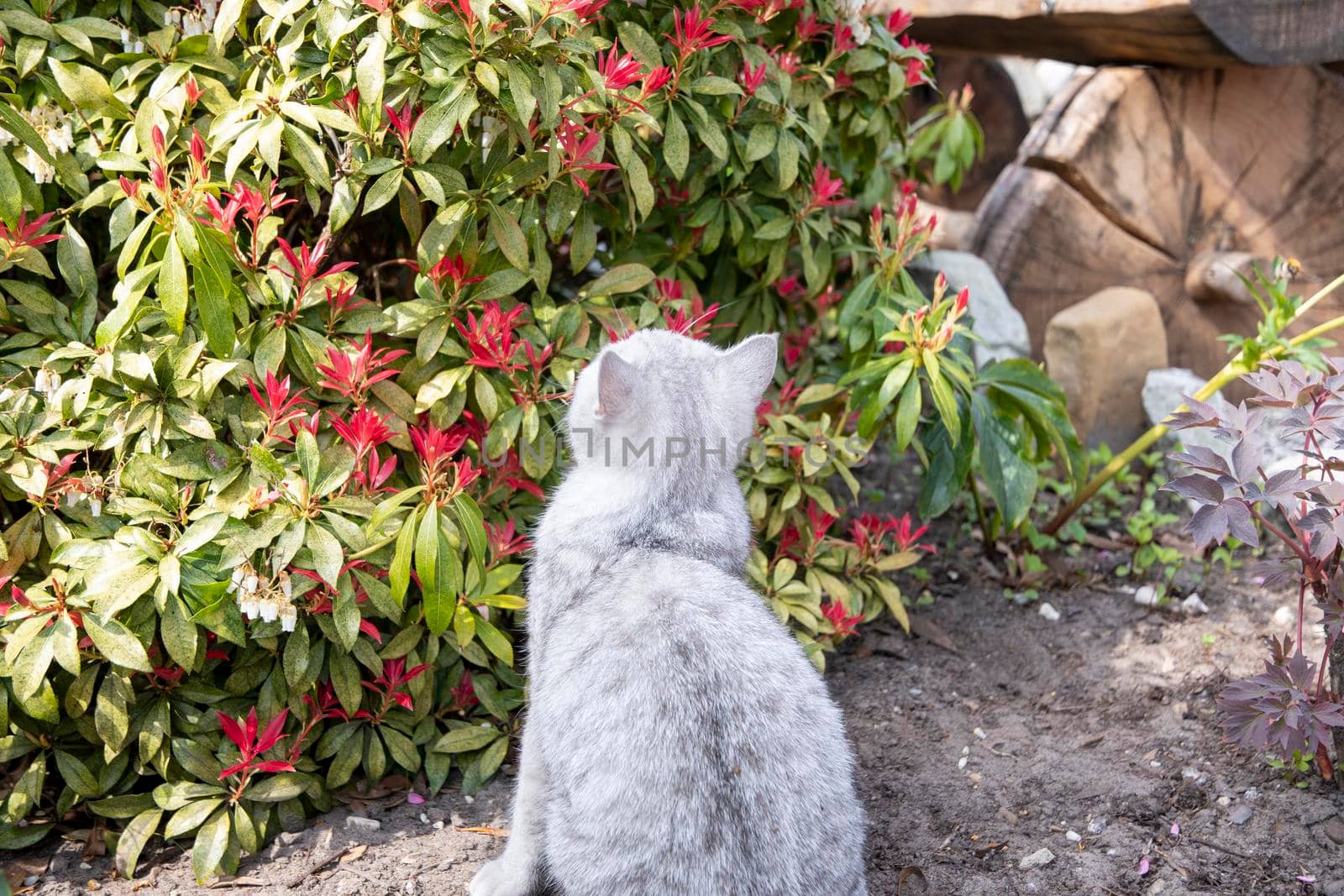 Scottish kitten sniffing flowers in the garden and watching bumblebees, spring High quality photo