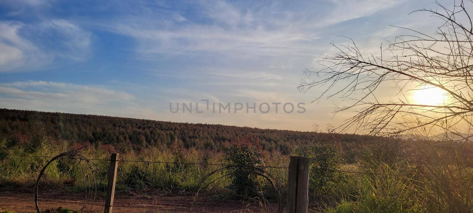 eucalyptus harvest on farm in the countryside of Brazil with sunny sky with wonderful view