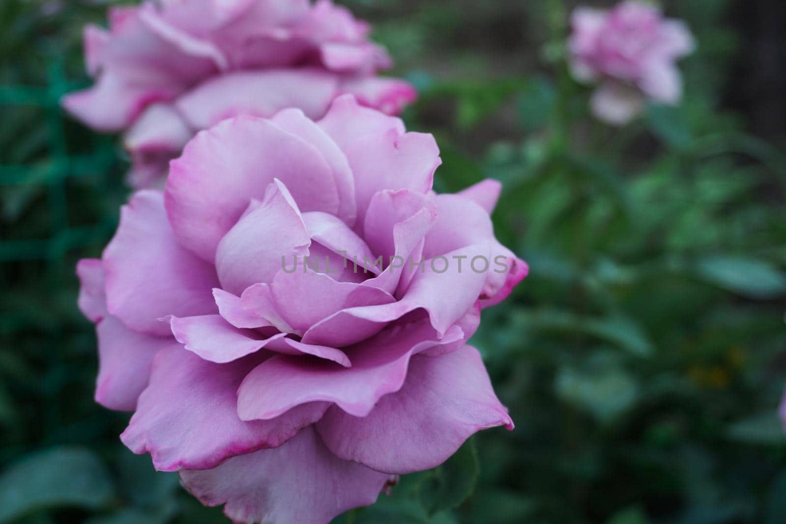 Beautiful lilac rose in the garden . High quality photo