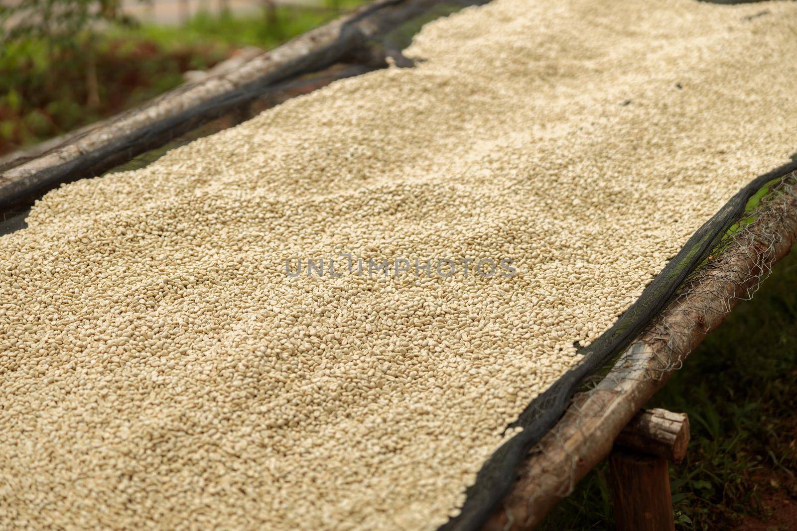 Close up of coffee natural drying process at washing station in Africa, copy space