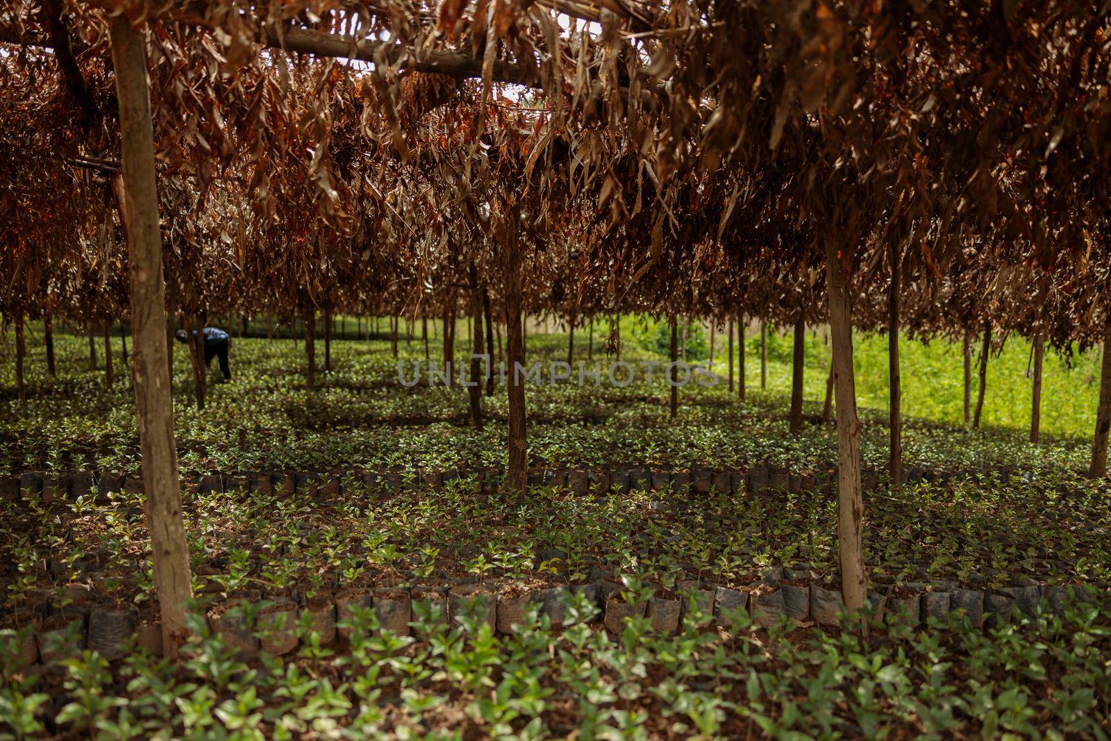 African American man working among the trees on a coffee plantation, Rwanda region