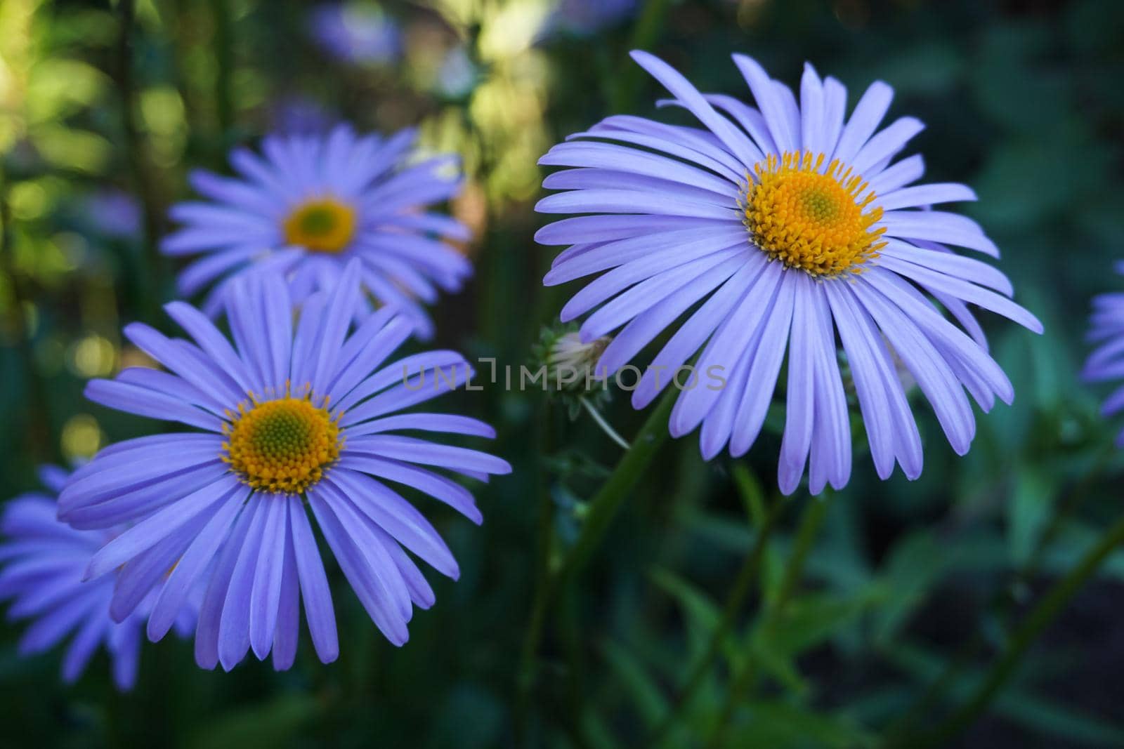 Lilac chamomile flowers taken in the garden close-up by Spirina