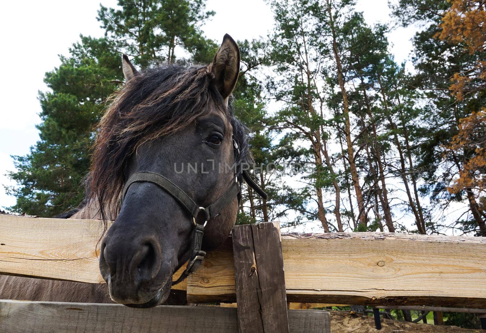 Horse's muzzle close-up. The muzzle of a brown horse with a long mane against the sky and pine trees. High quality photo