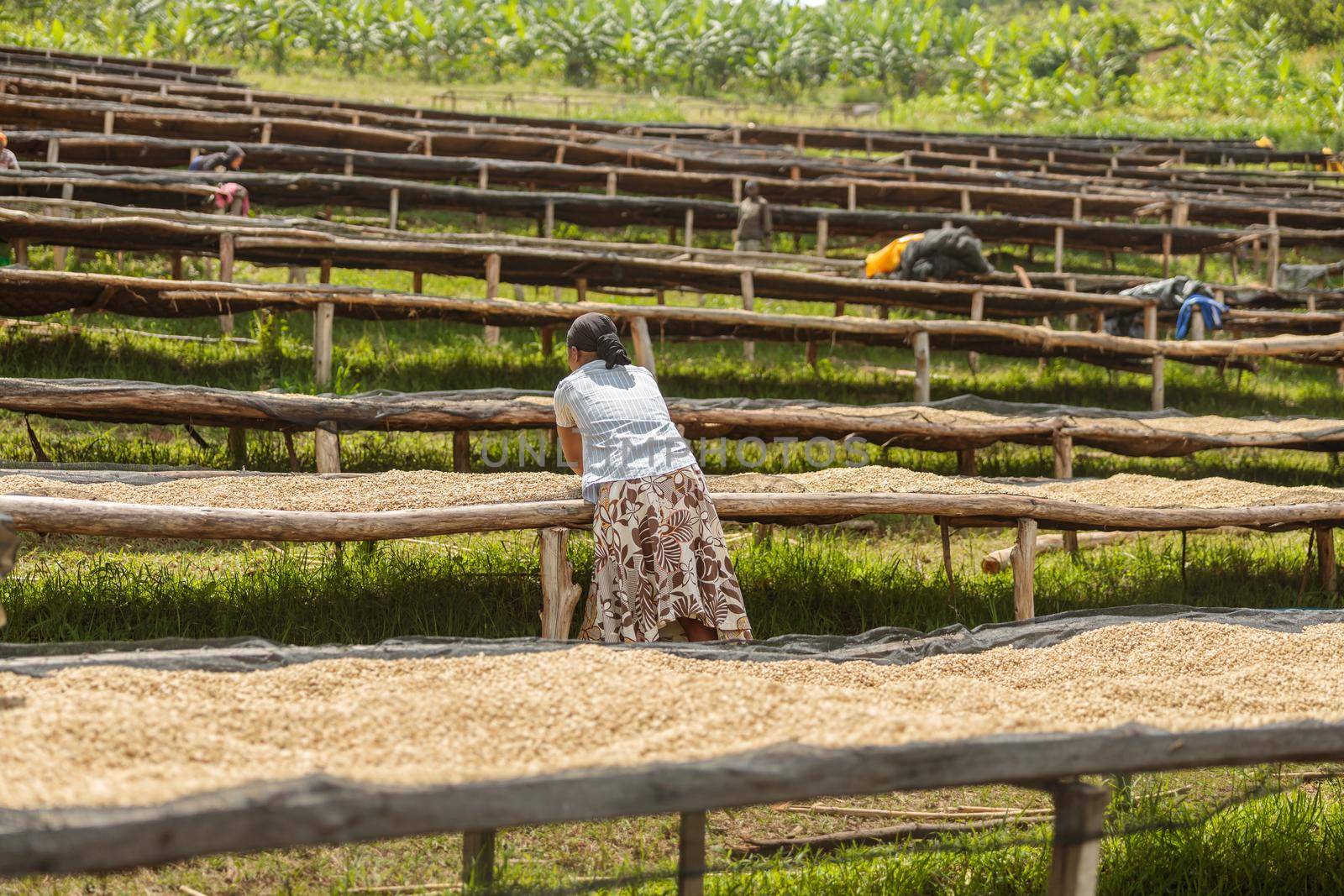 Female worker laying out coffee beans on a drying rack in a plantation outdoors by Yaroslav_astakhov