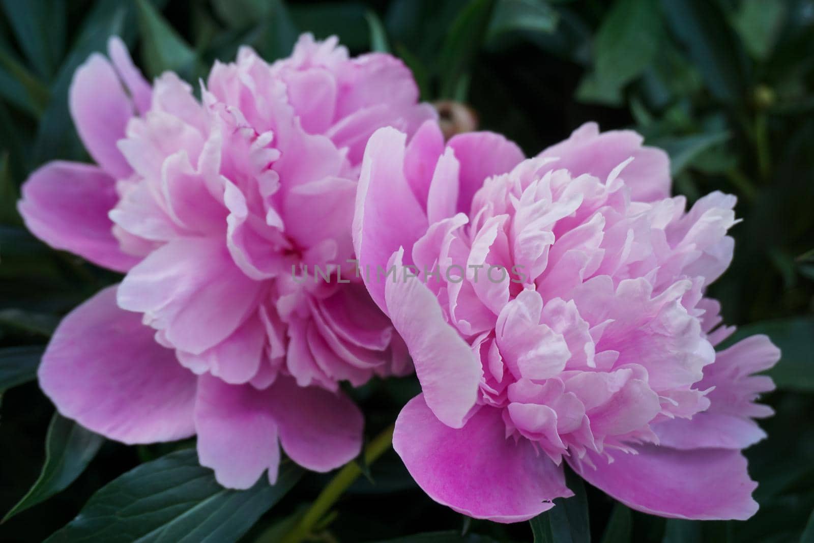 pink peonies taken in the garden close-up by Spirina