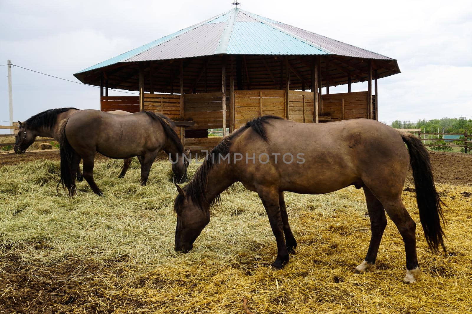 Horses eat hay on a farm background. High quality photo