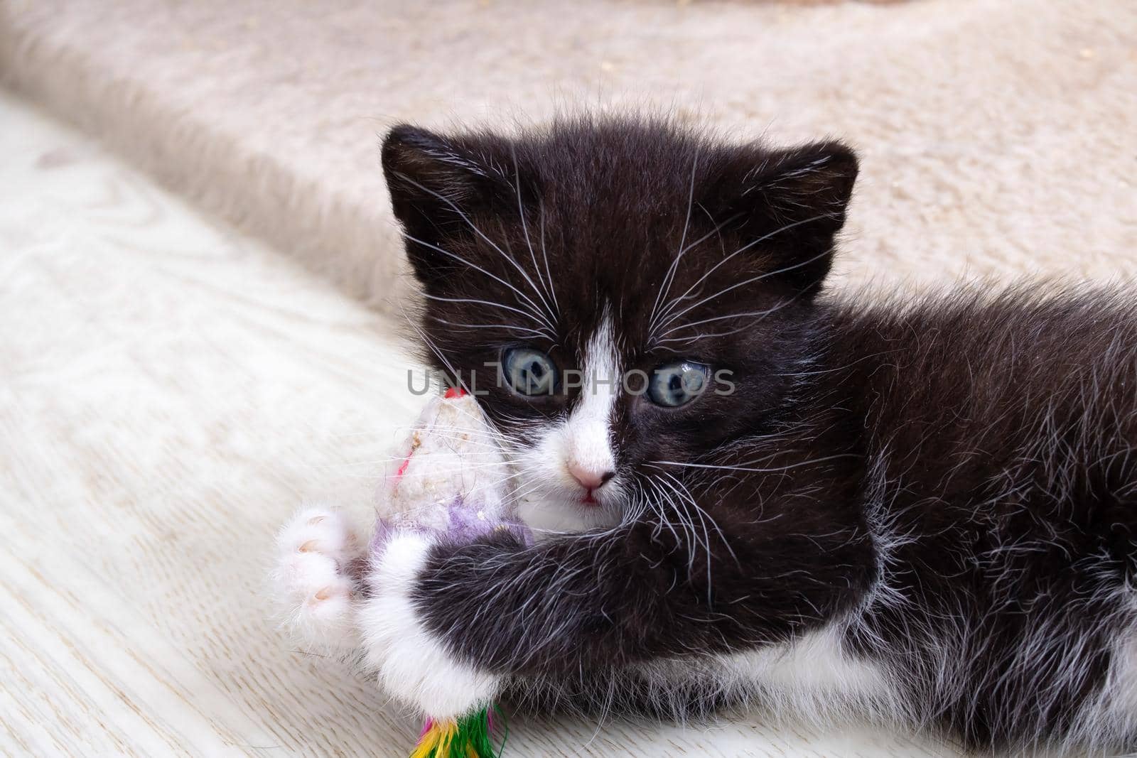 Cheerful black kitten playing with a toy by Vera1703