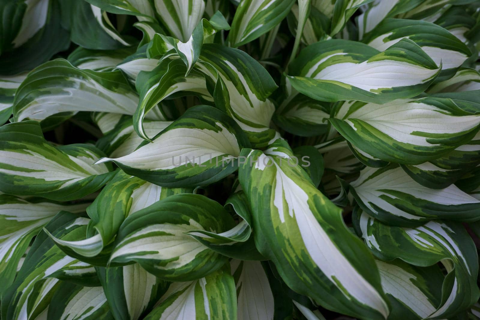The white-green leaves of the hosts are taken in close-up by Spirina