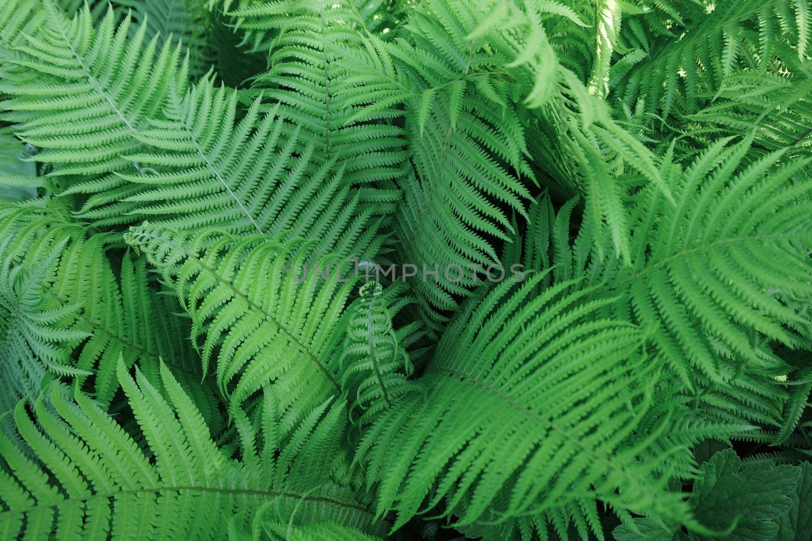 Green fern leaves are taken in close-up by Spirina