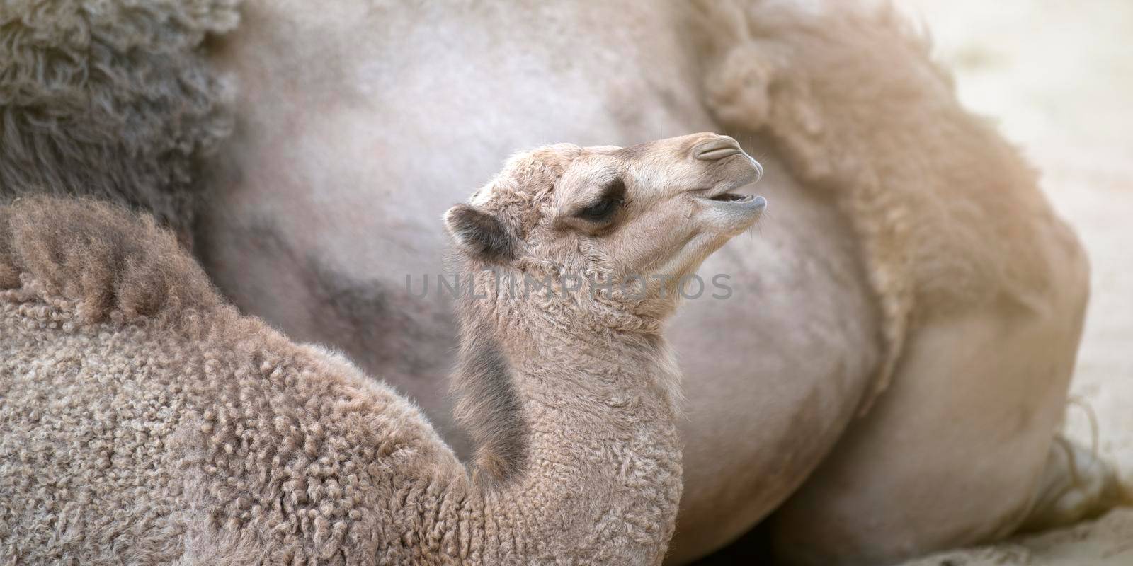 A camel and a small camel lie on the hot sand next to each other. Family of camels close-up in the desert.