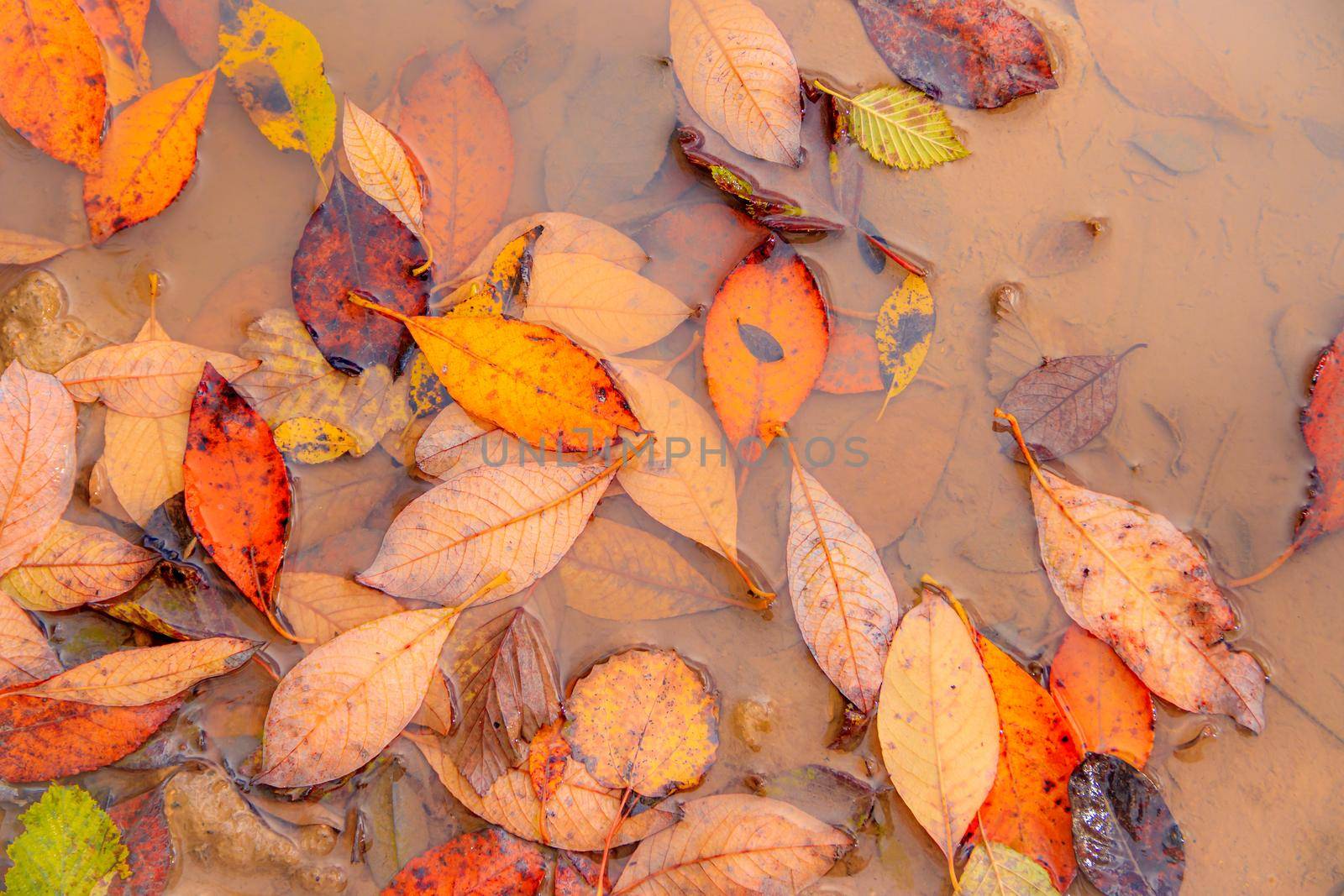 Autumn yellow leaves in a puddle background . Autumn background. Banner autumn. Autumn leaves. Nature. by alenka2194
