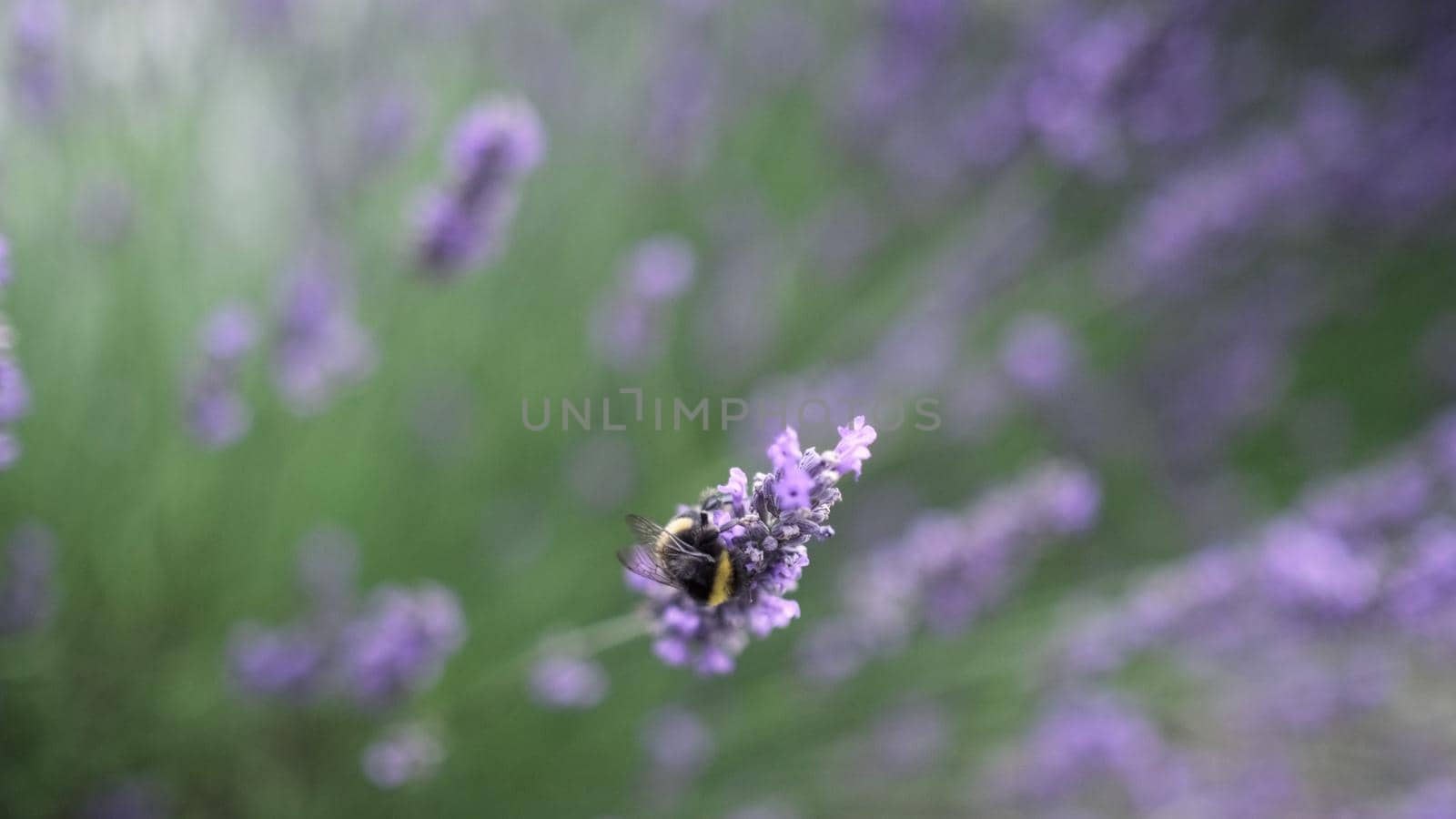 Flying bumble-bee gathering pollen from lavender blossoms. Close up Slow Motion. Beautiful Blooming Lavender Flowers swaying in wind. Provence, South France, Europe. Calm Cinematic Nature Background.