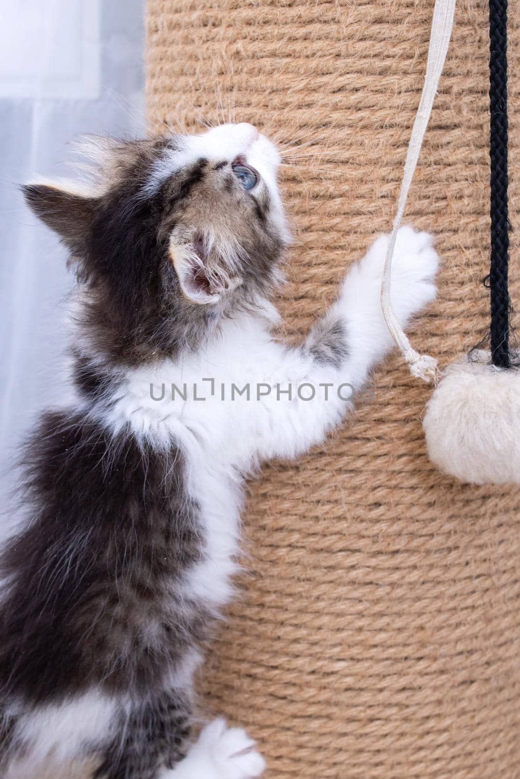 A little kitten plays with a scratching post by Vera1703