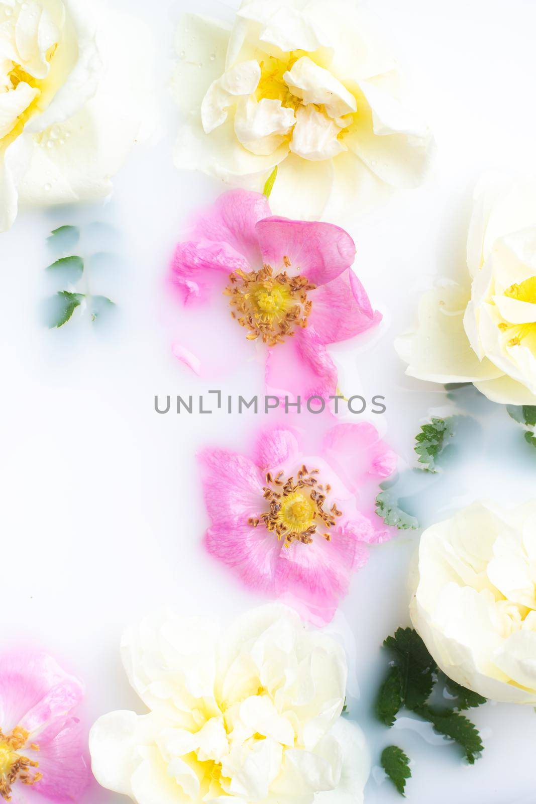 Bush rose in milk . Flowers in milk . Spa treatments. Romantic. Romantic setting. Fresh flowers. Copy space . by alenka2194