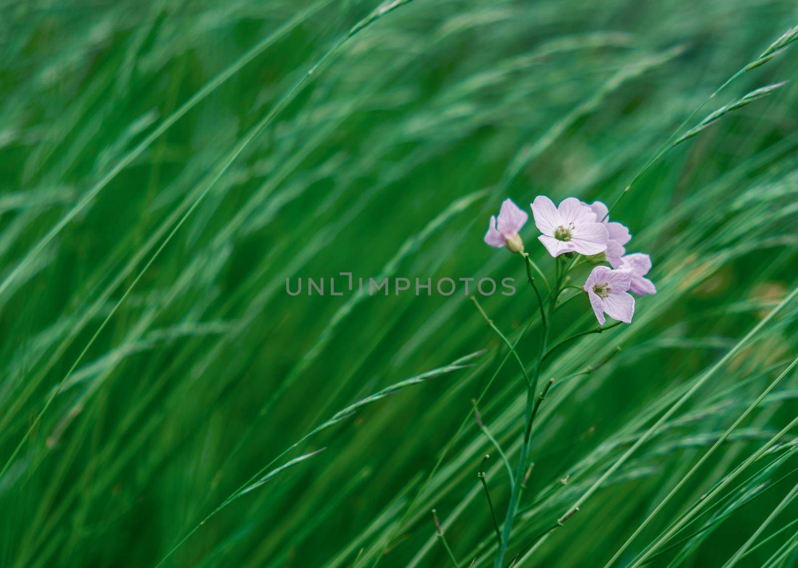 Lilac Wildflower In Long Grass by mrdoomits