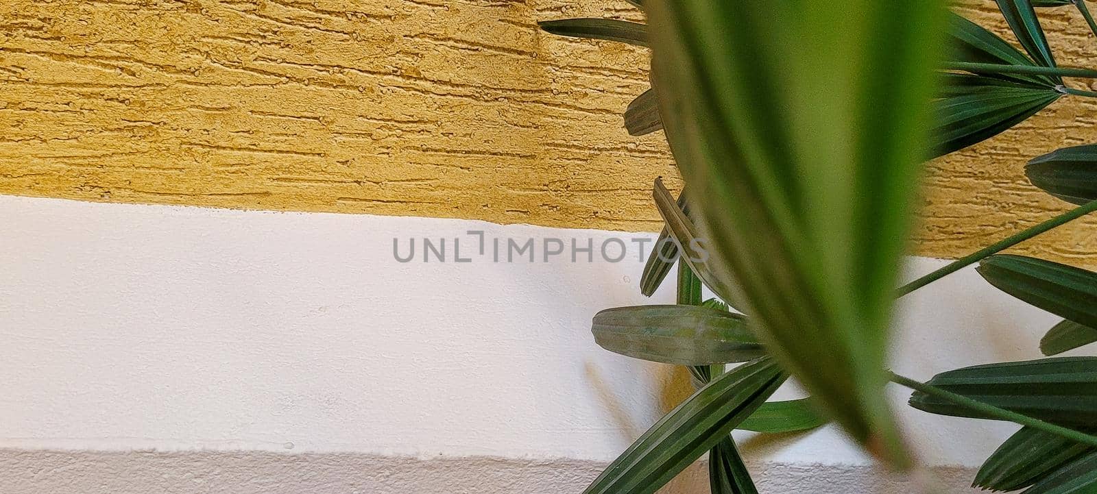 brick wall background with decorative home plant in brazil on a sunny day