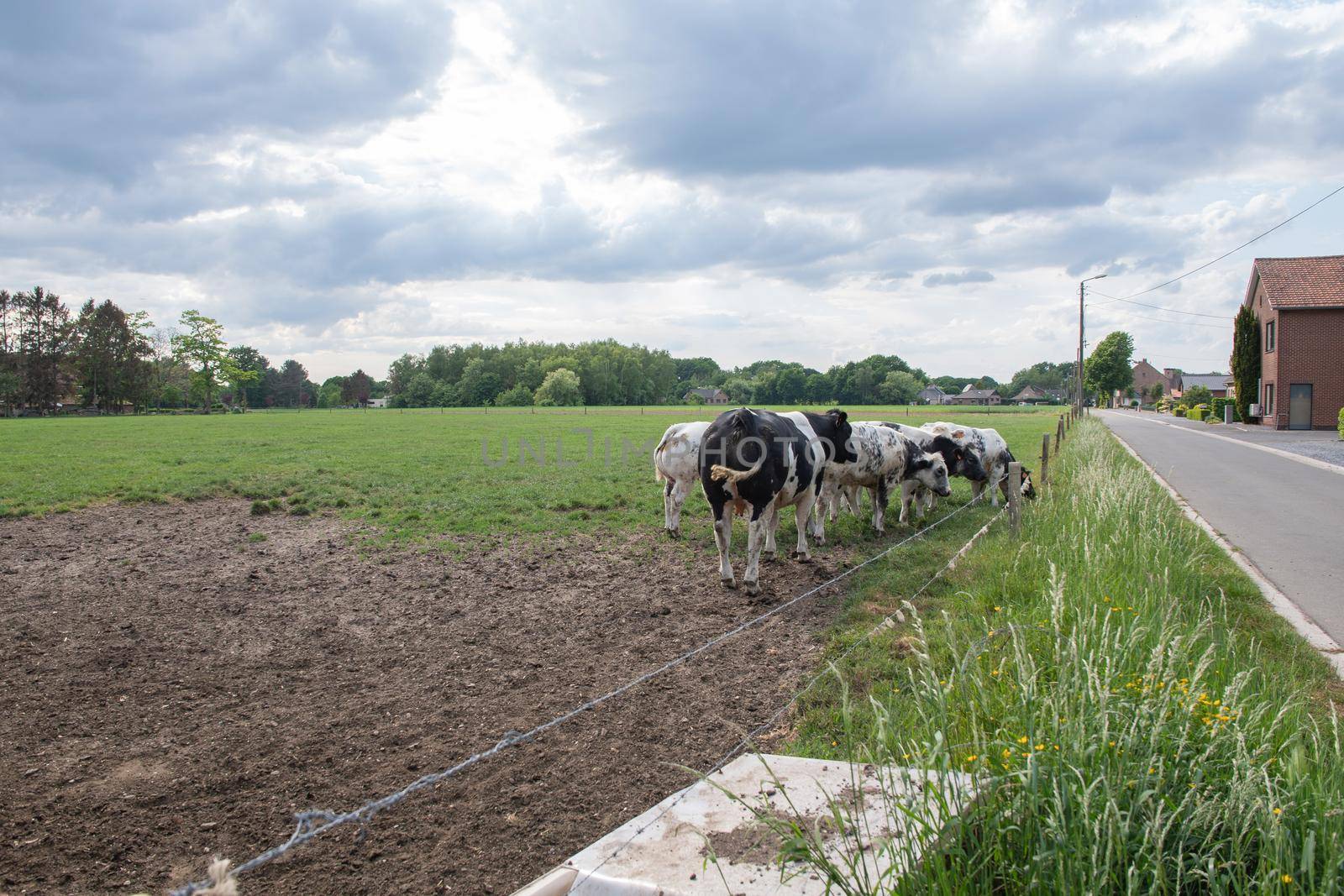 a group of multi-colored black and white cows graze in a corral on green grass by KaterinaDalemans