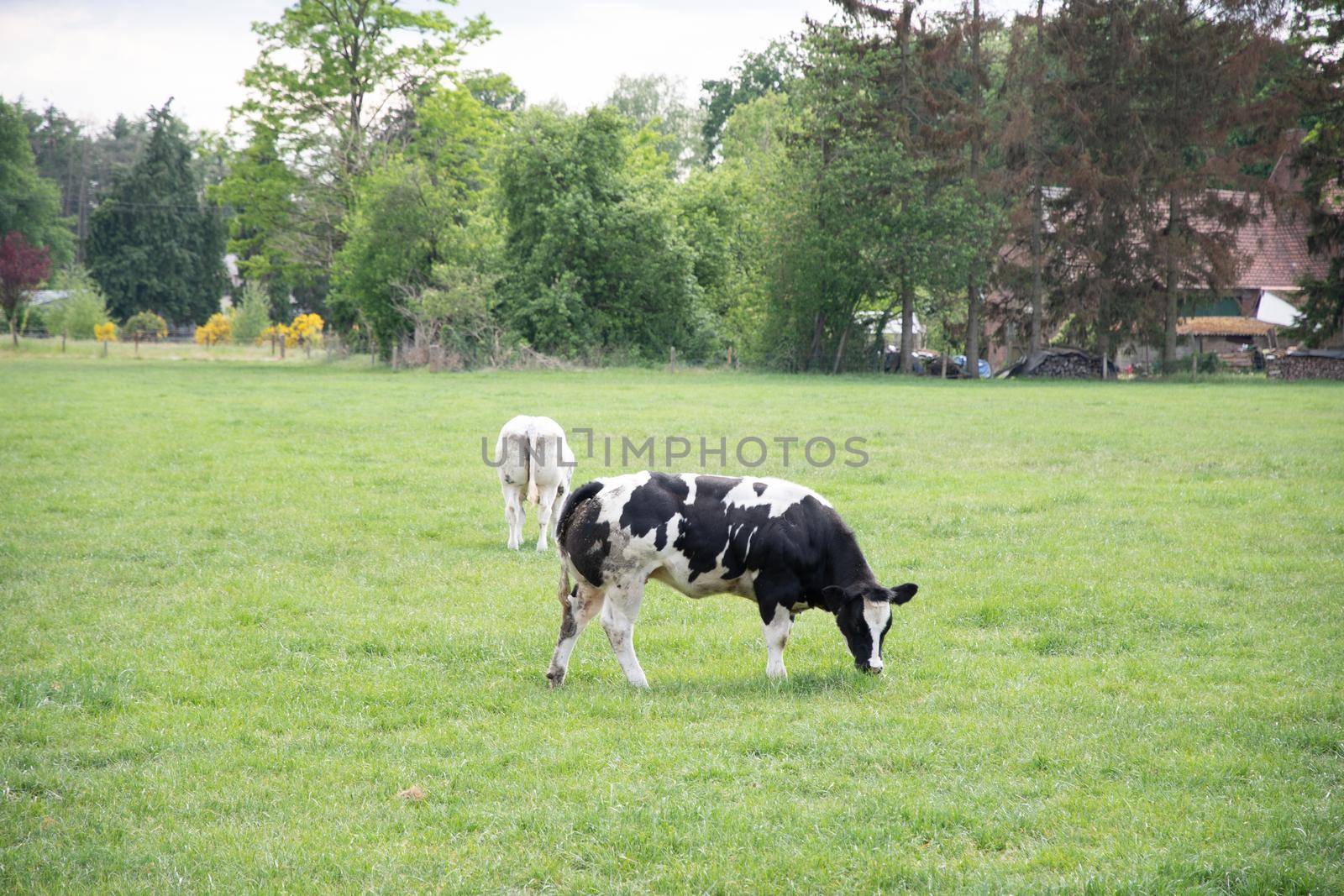 a group of multi-colored black and white cows graze in a corral on green grass by KaterinaDalemans