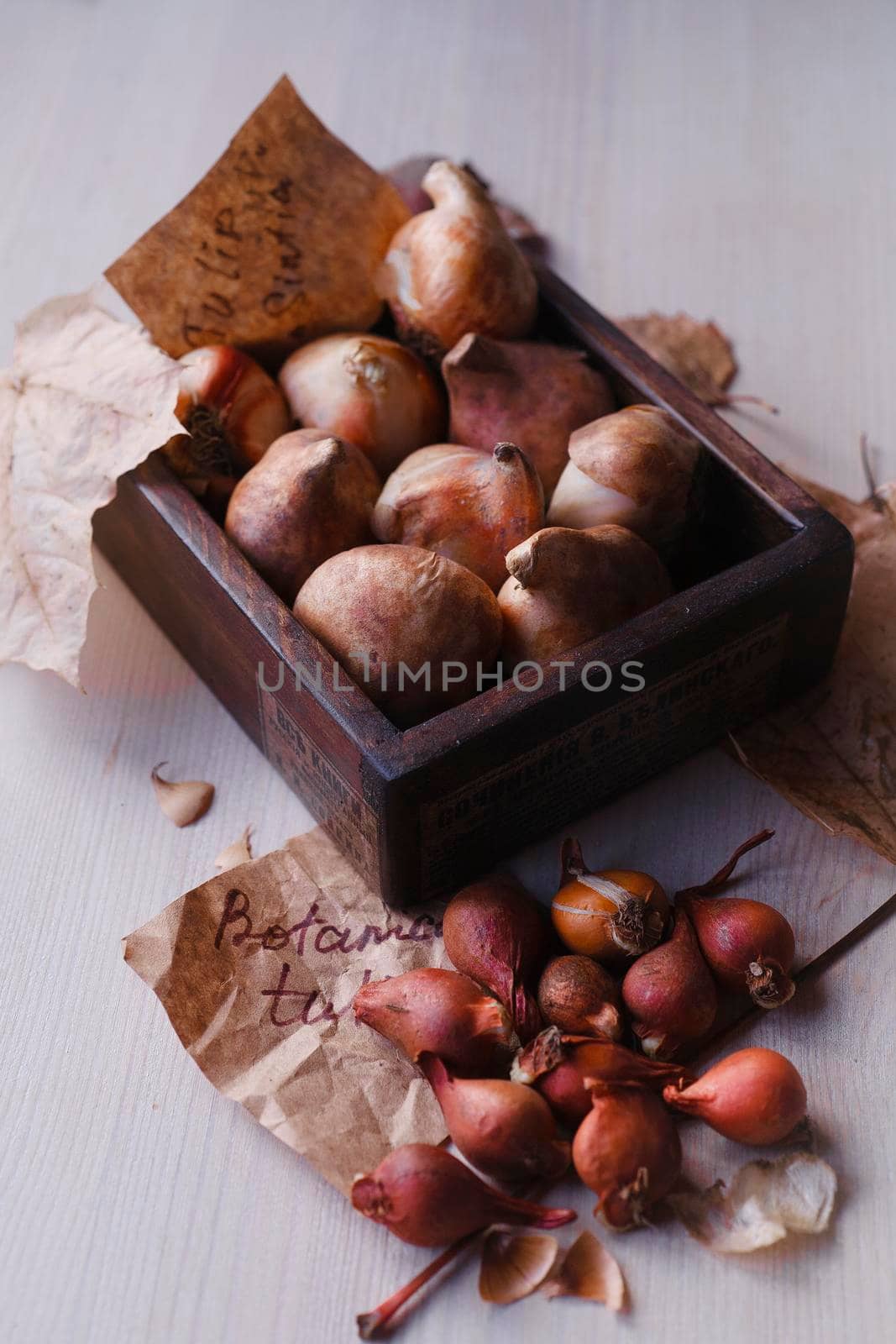 The bulbs of botanical and garden tulips prepared for fall planting, comparing two botanical species of tulips concept, top view, selective focus