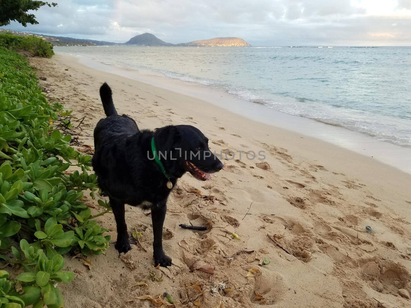 Flat Haired Retriever Dog on beach with tail waging at dusk and napakaa plants lining Kahala Beach with clouds on a beautiful day on Oahu, Hawaii.  