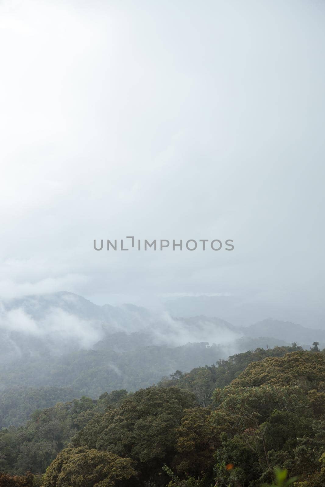 Vertical photo of white fog over rainforest during fresh morning with mountain in Africa