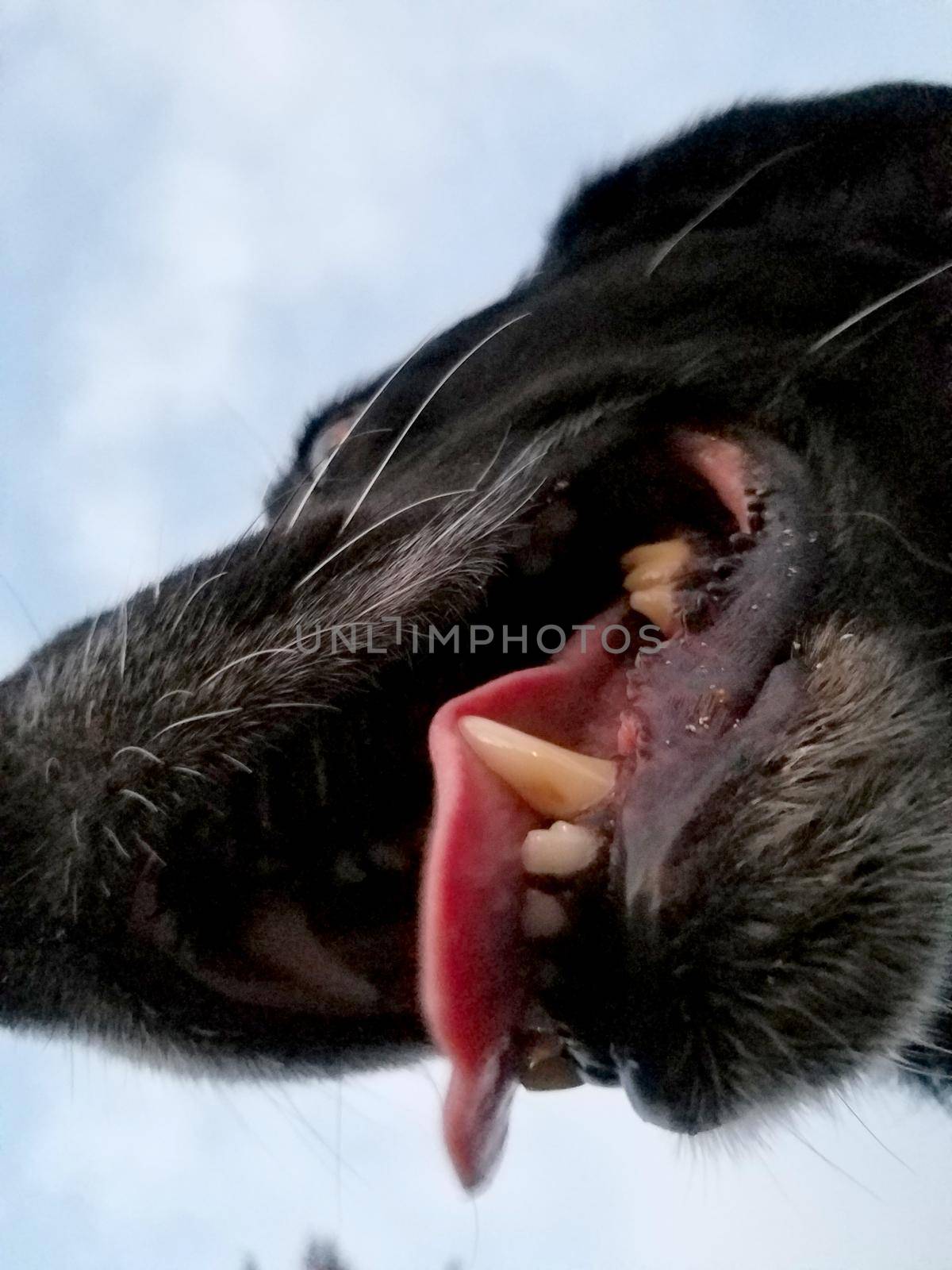 Black retriever Dog Dog Mouth Close-Up with tongue hanging out with sky above.