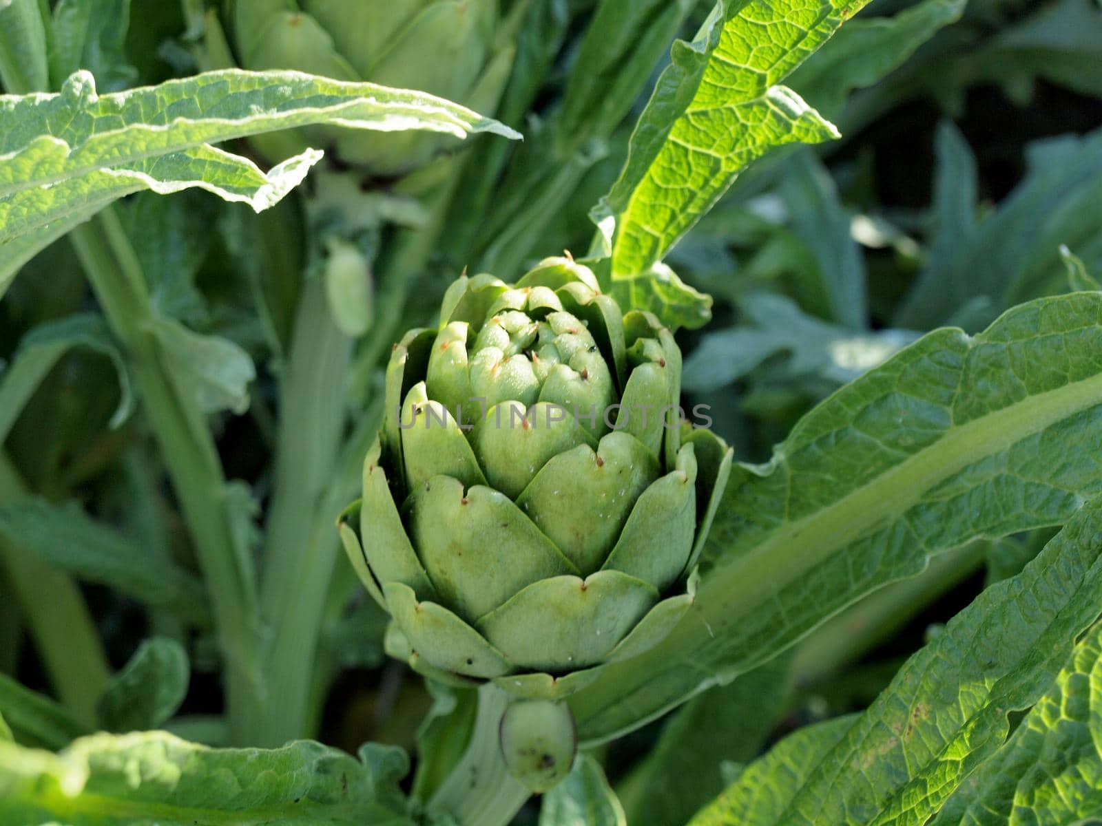 Close-up of green Artichoke Plant  by EricGBVD