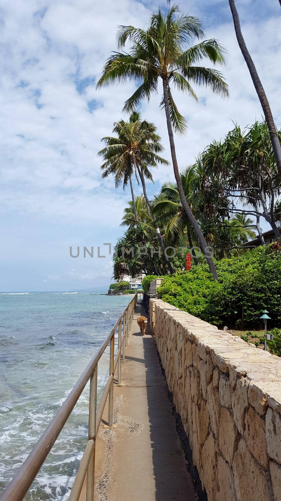 Old Golden Retriever Dog Walks along Seaside Path to Makalei Beach Park with Coconut trees hanging over the ocean and beach in distance on Oahu, Hawaii.