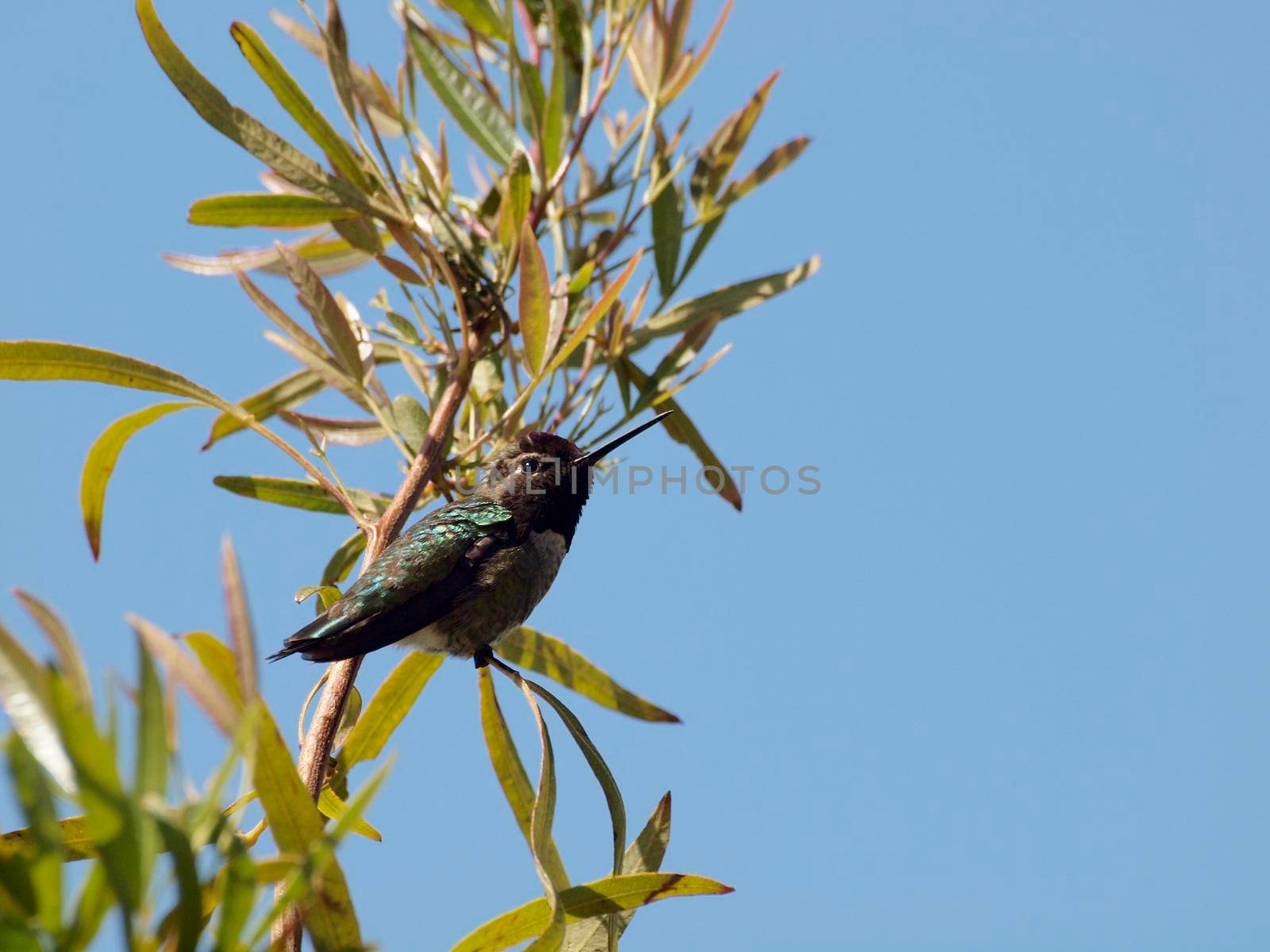 Small Humming Bird rests on Tree Branch with Blue sky.