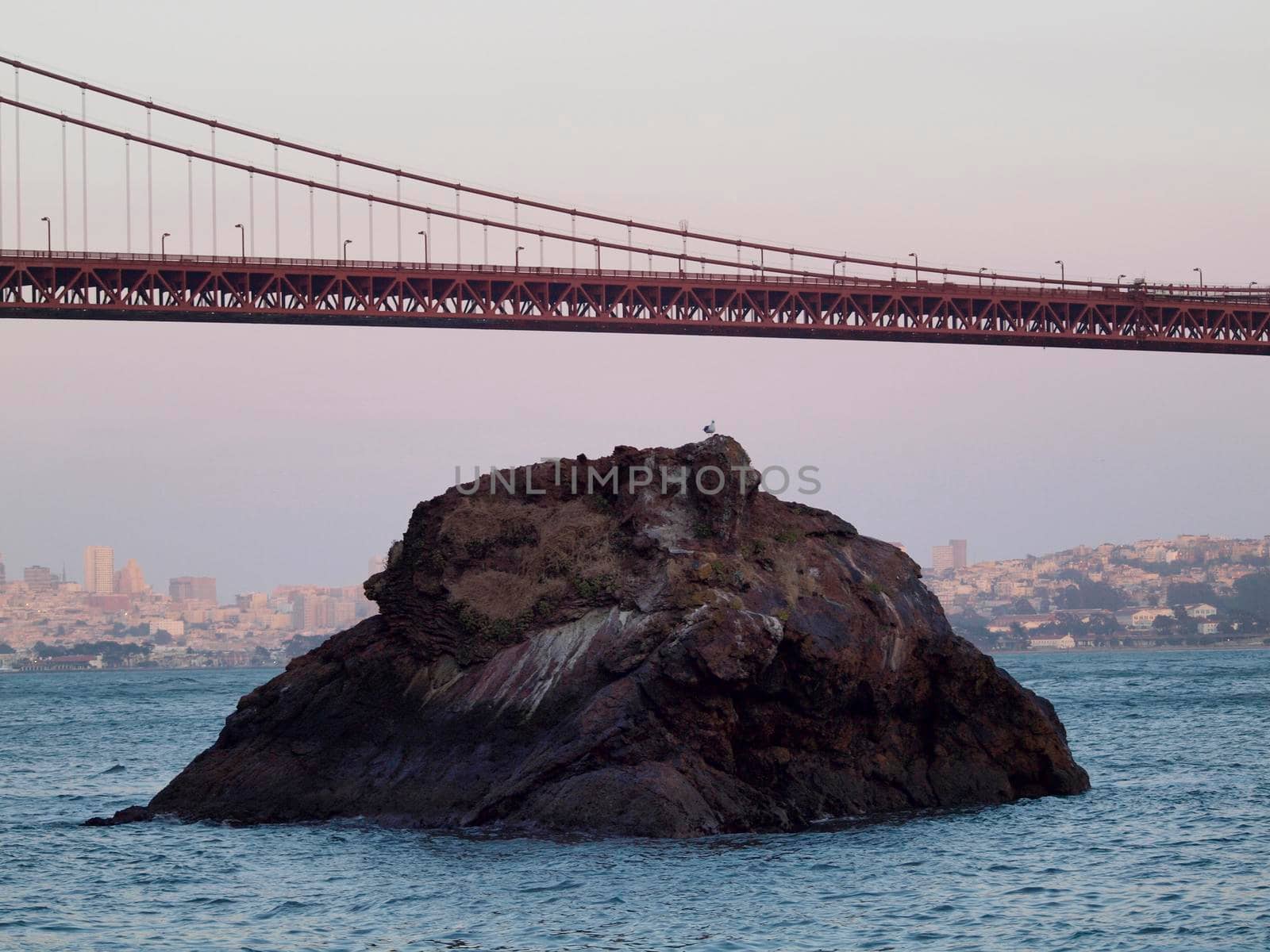 Seagull rest on rock under Golden Gate Bridge with San Francisco Cityscape, taken from the Marin Headlands hills.