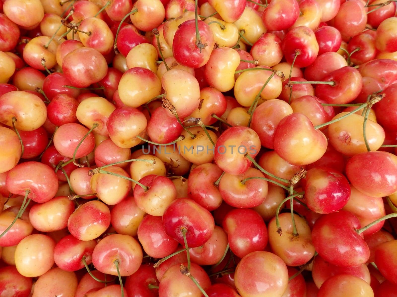 Bunch of red and yellow cherry at a farmers market in Seattle, Washington.