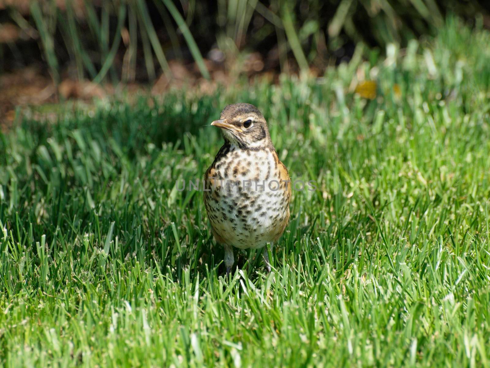 Song Thrush Bird in grassy field.  The song thrush is a thrush that breeds across much of Eurasia. It has brown upperparts and black-spotted cream or buff underparts and has three recognised subspecies.