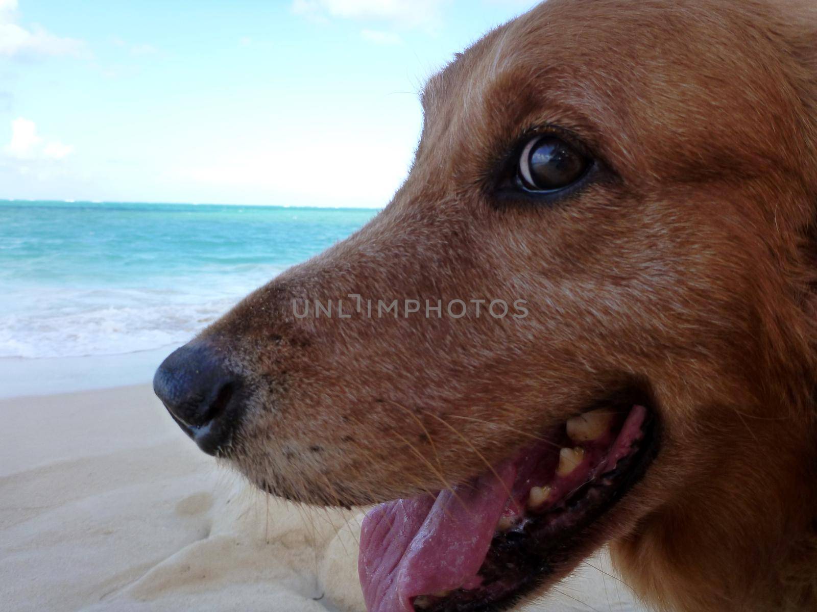 Close-up of Golden Retriever Dog Head with mouth open by EricGBVD