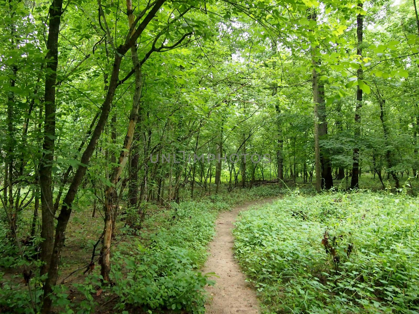 Dirt Path leading upwards through the Forest in Rock Creek Park, Washington DC.