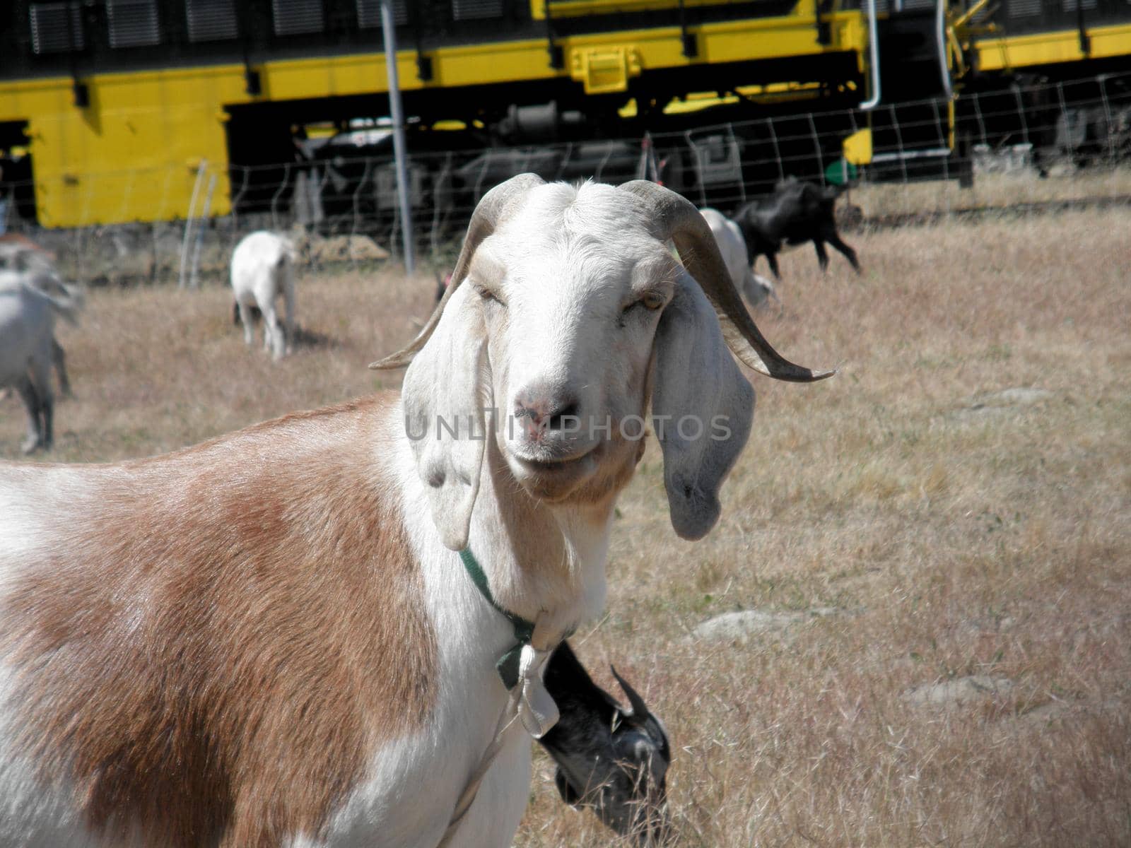 white and brown Goats hang out in an overgrown field in an urab area as their used to eat all the over grown weeds.  Closest goat looks into the camera.