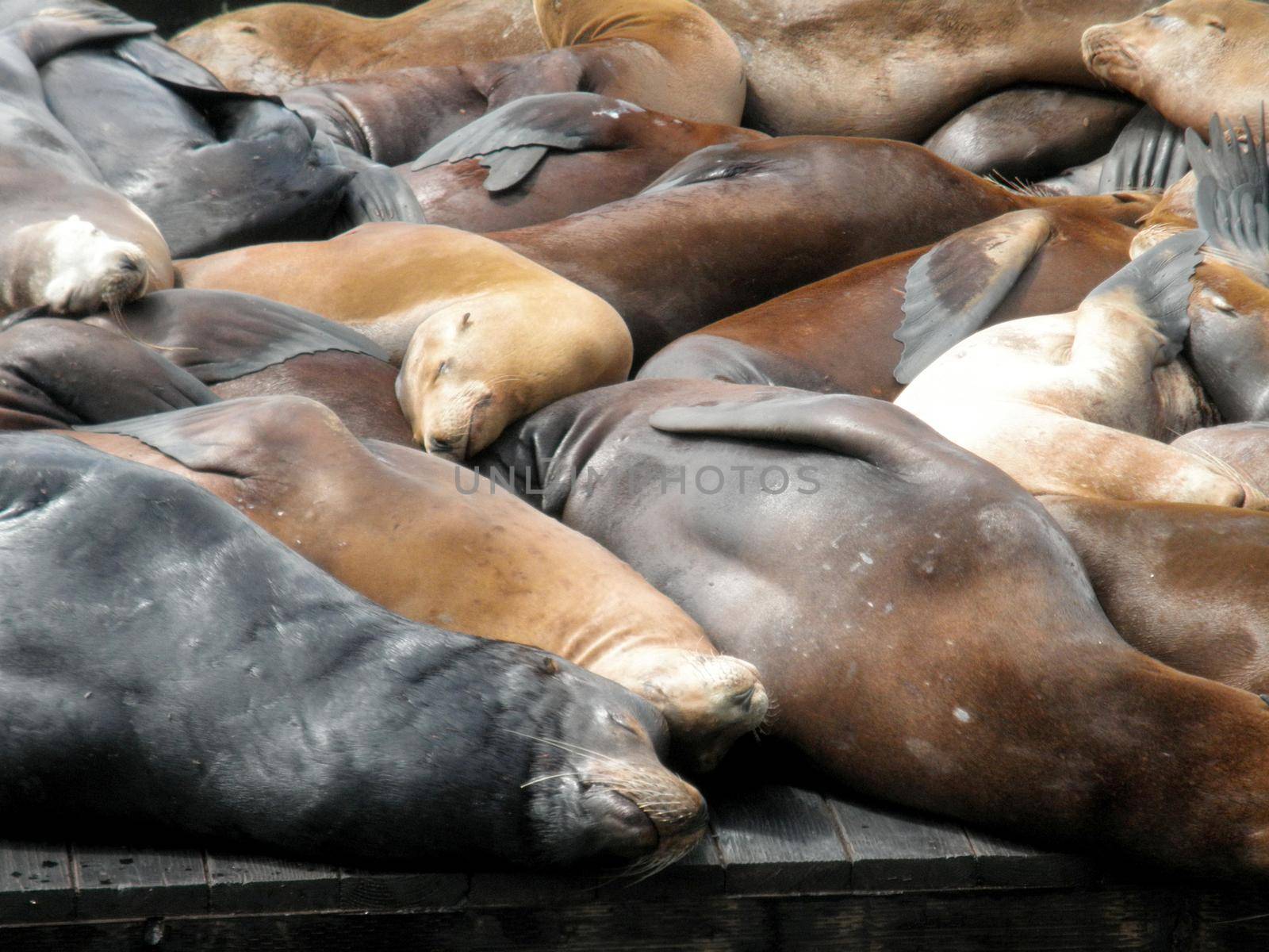 Large group of Sea Lions rest on top each other on Piers near Pier 39 in San Francisco, California.