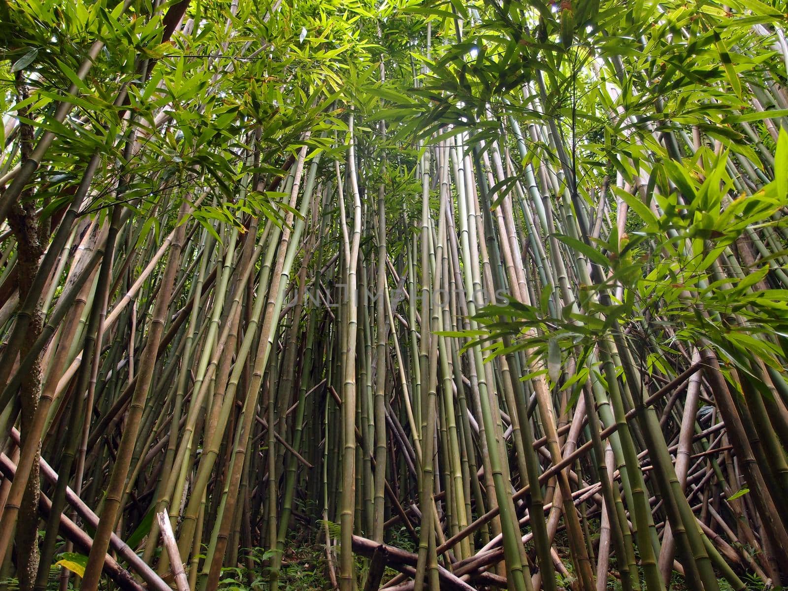 Thick Bamboo forest on Tantalus mountain on the island of Oahu. by EricGBVD