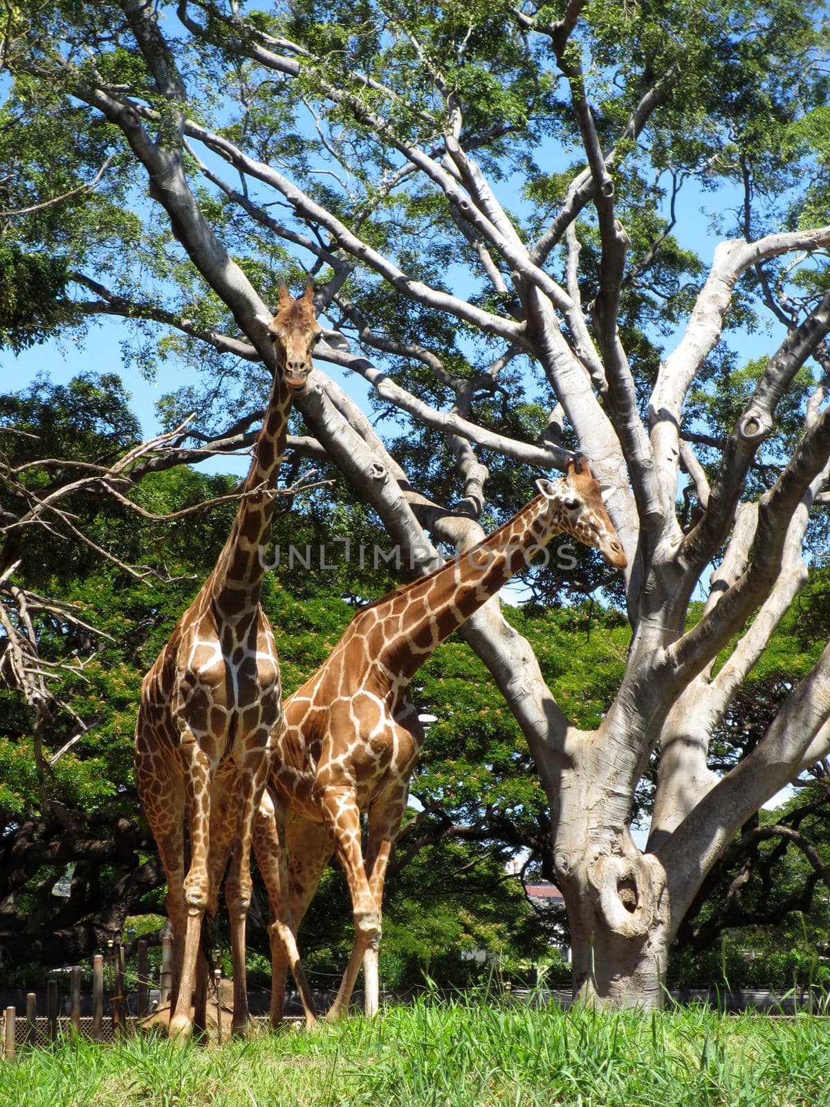 Two giraffe walks in the grass at the Honolulu Zoo.