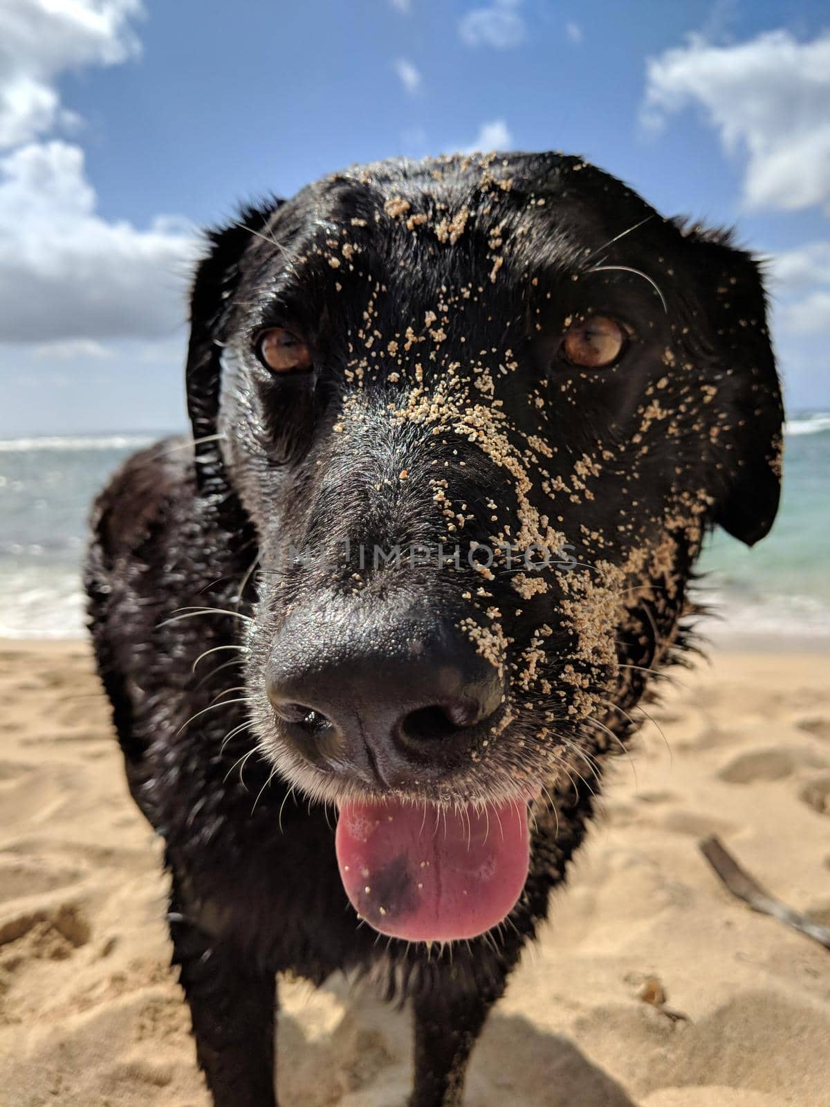 Sandy Black retriever Dog with tongue hanging out at Cromwell Beach  by EricGBVD