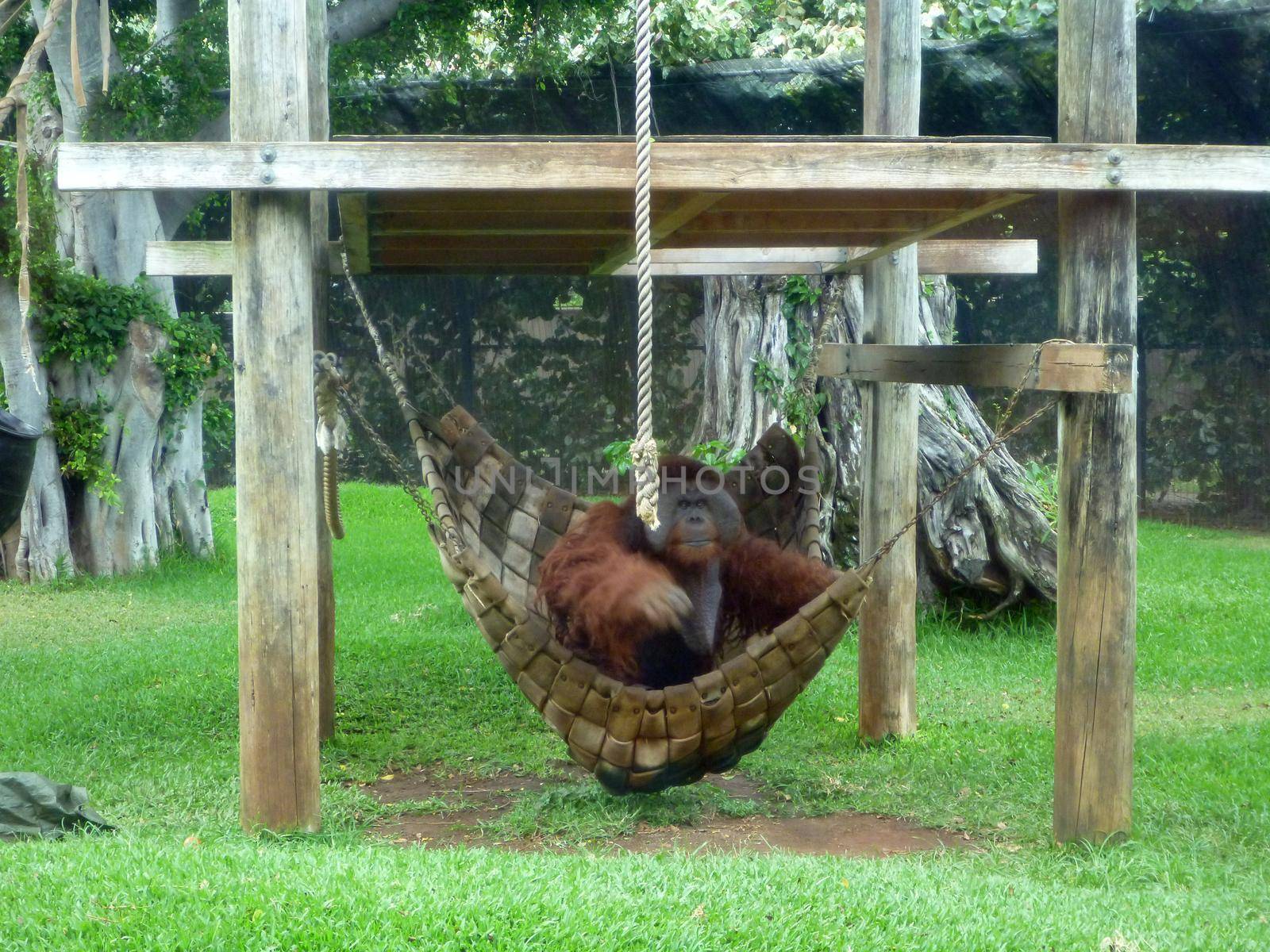 Rusti the Orangutan getting out of Hammock by EricGBVD