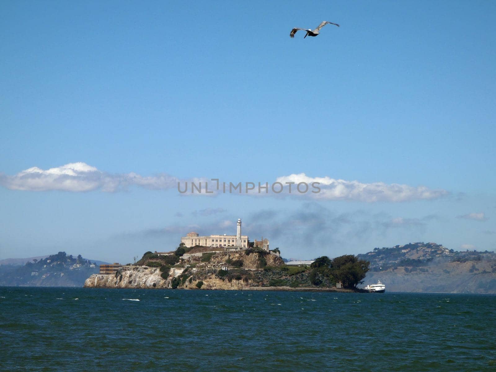Seagull flies in the air with Alcatraz Island with Lighthouse and Prison in view on a nice Day in San Francisco Bay.