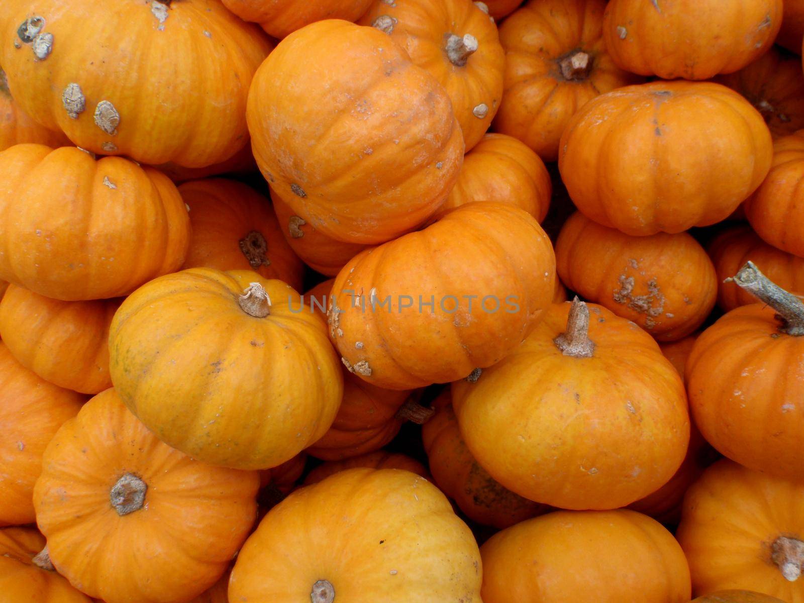 Close up of small organic pumpkins at a farmers market in San Francisco.