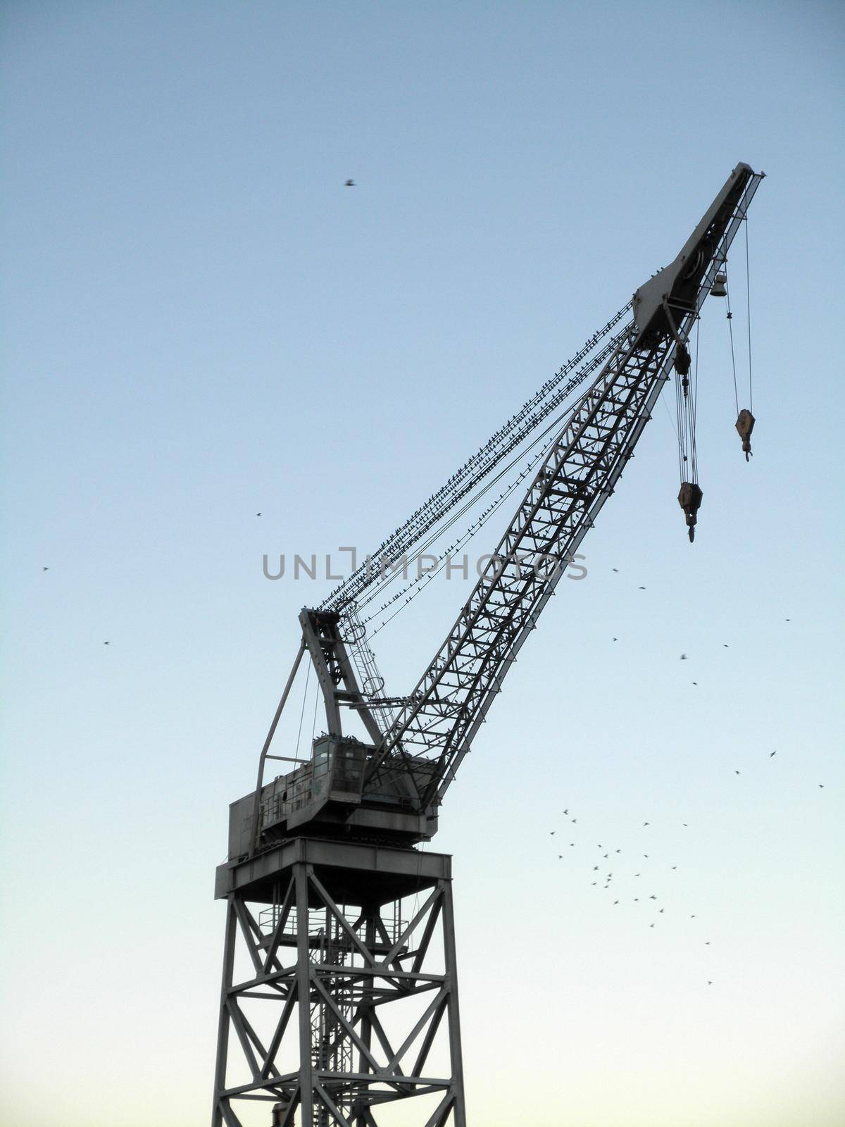 Cargo Ship Crane Covered in birds at Dusk in San Francisco, California.  