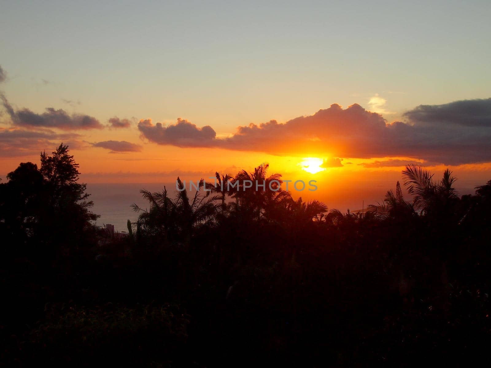 Sunset through the clouds over the ocean seen from Tantalus mountain past tropical silhouette of trees  on Oahu, Hawaii.