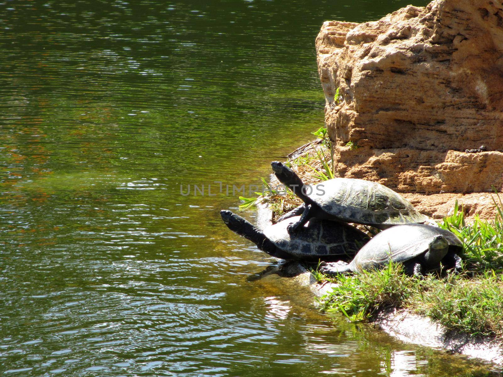 One Turtles stand on top another turtles back with another turtle hanging out.