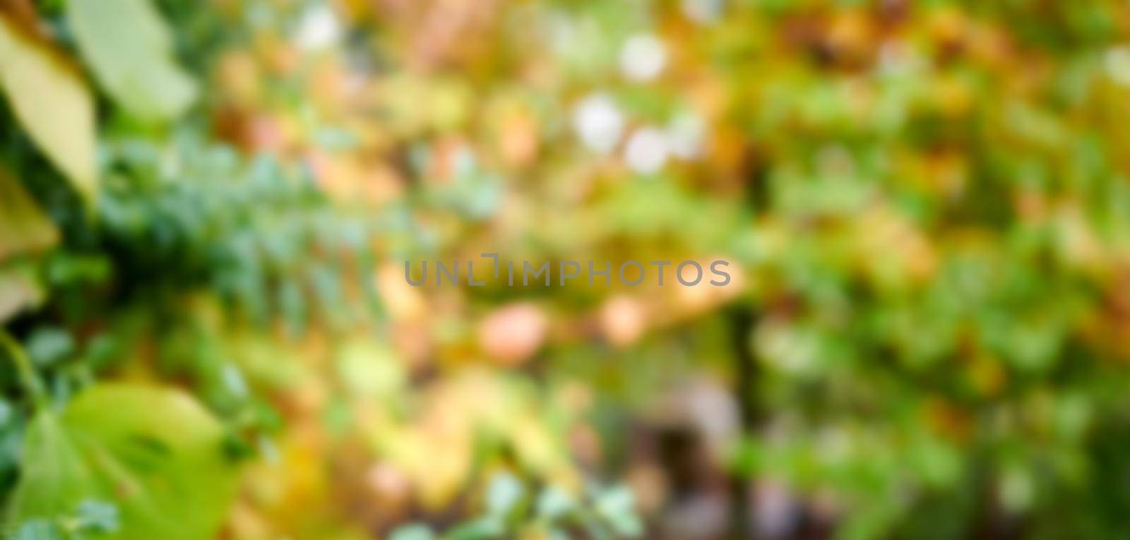 Beautiful, sunny and empty outside garden in the fall with colorful vibrant green and autumn brown leaves. Blurred outdoor nature background with abstract foliage of trees and plants