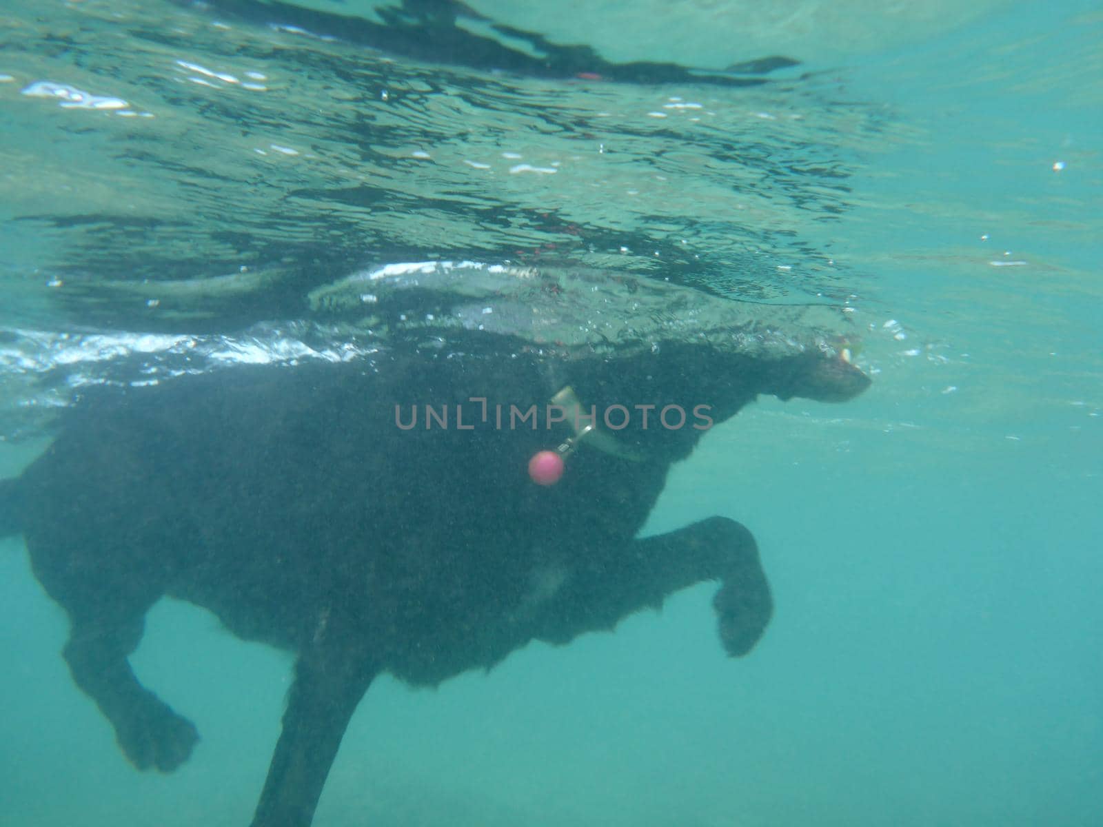 Black Flat Haired Retriever Dog legs move under water creating air bubbles by EricGBVD